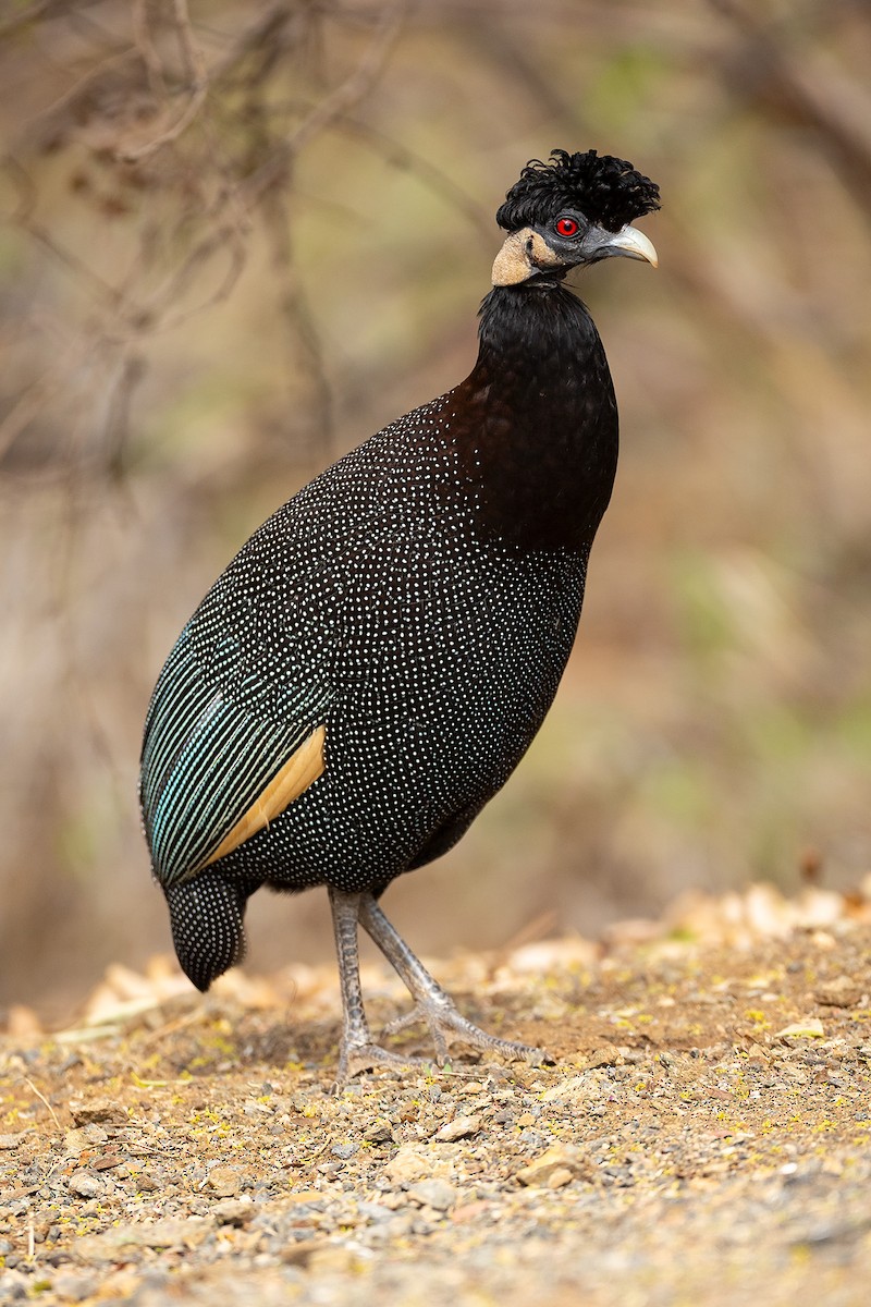 blåmaskeperlehøne - ML644375046