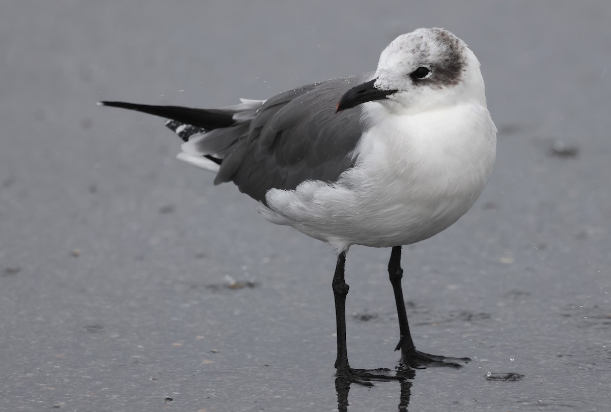 lattermåke - ML644375048