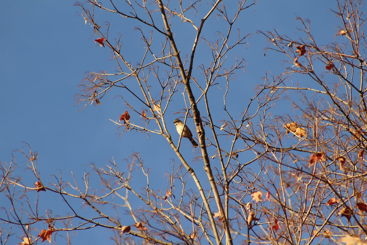 hvitstrupespurv - ML644375049