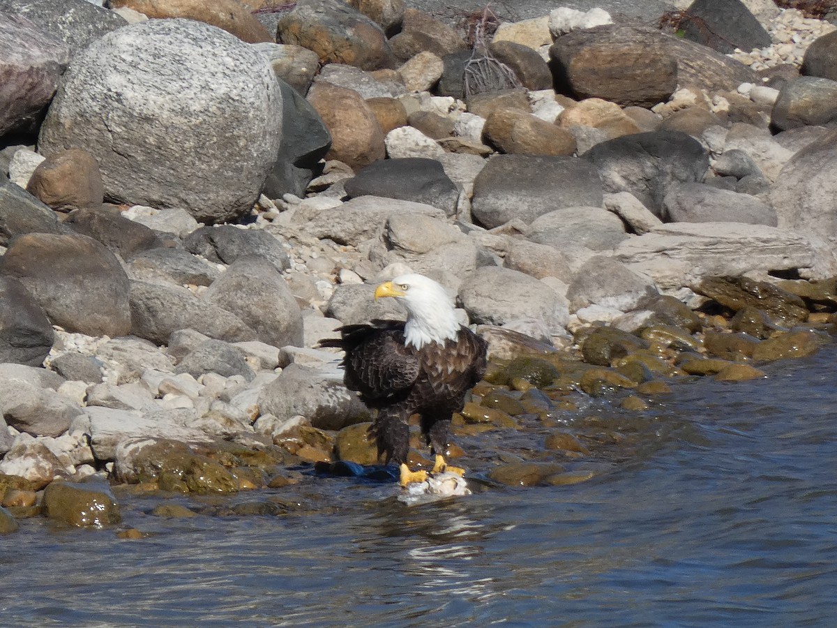 hvithodehavørn - ML644375051