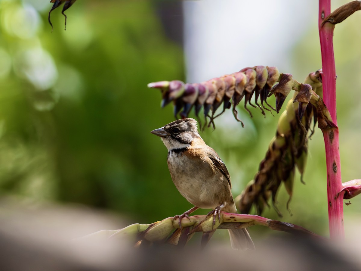 rustkragespurv - ML644375053