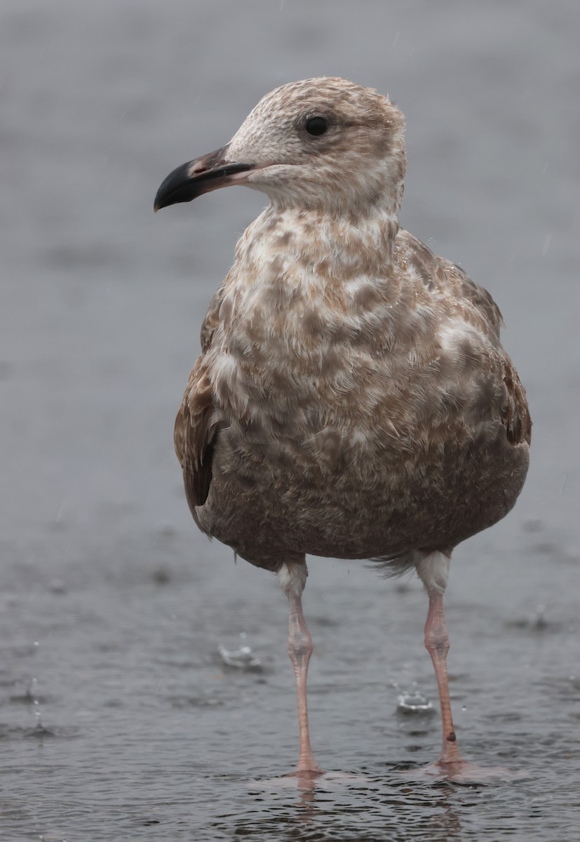 amerikagråmåke - ML644375054