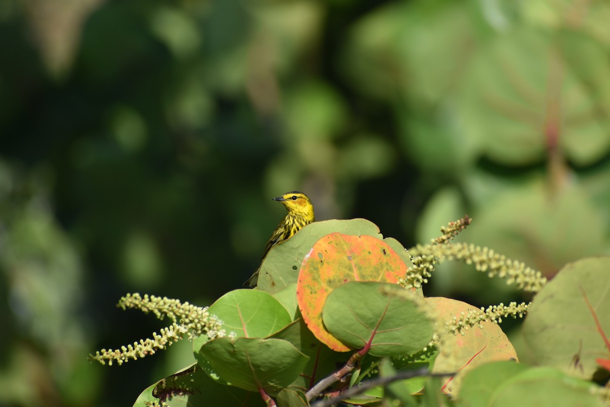 buskparula - ML644375056