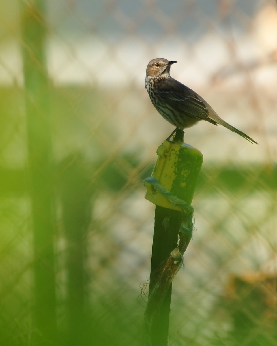 Sage Thrasher - ML644375059