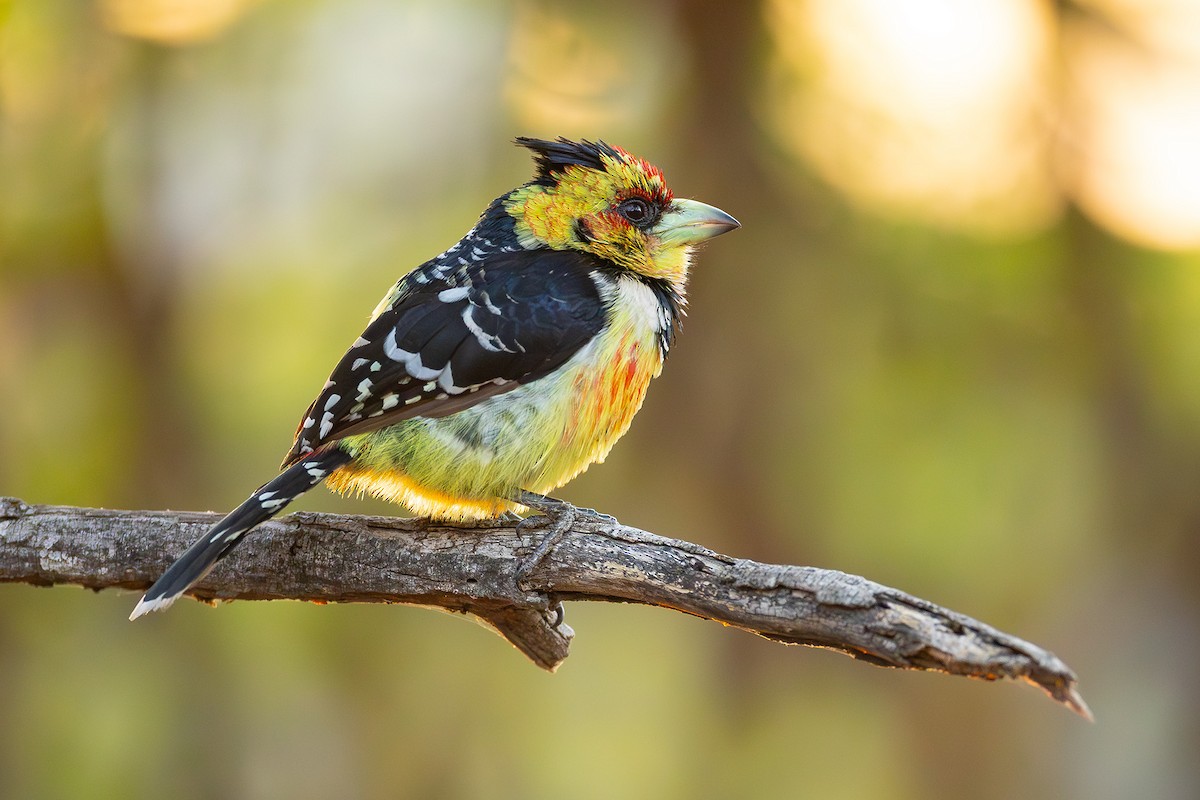 Crested Barbet - ML644375060