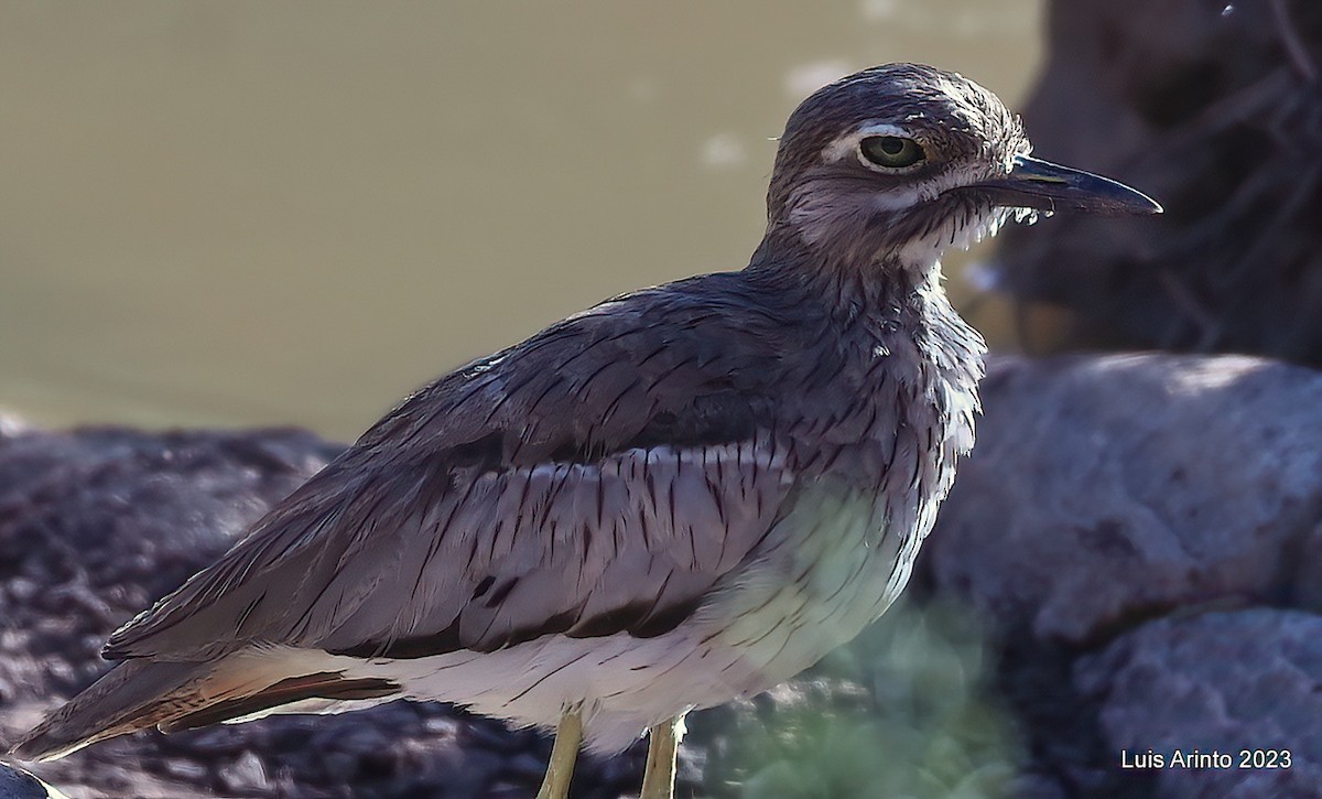 Water Thick-knee - ML644375064