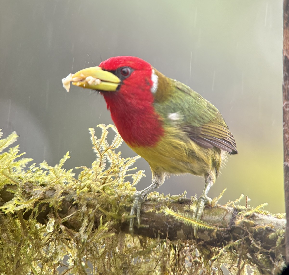 Red-headed Barbet - ML644375078