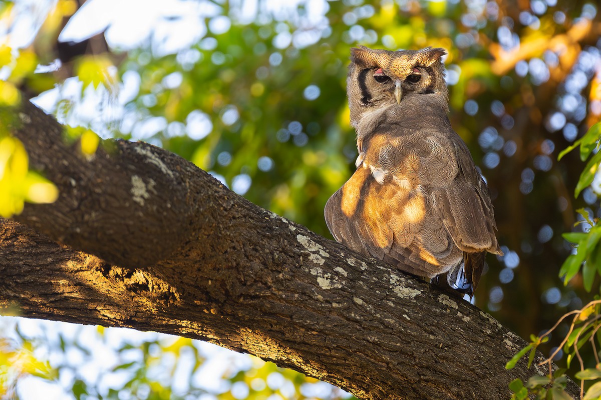 Verreaux's Eagle-Owl - ML644375097