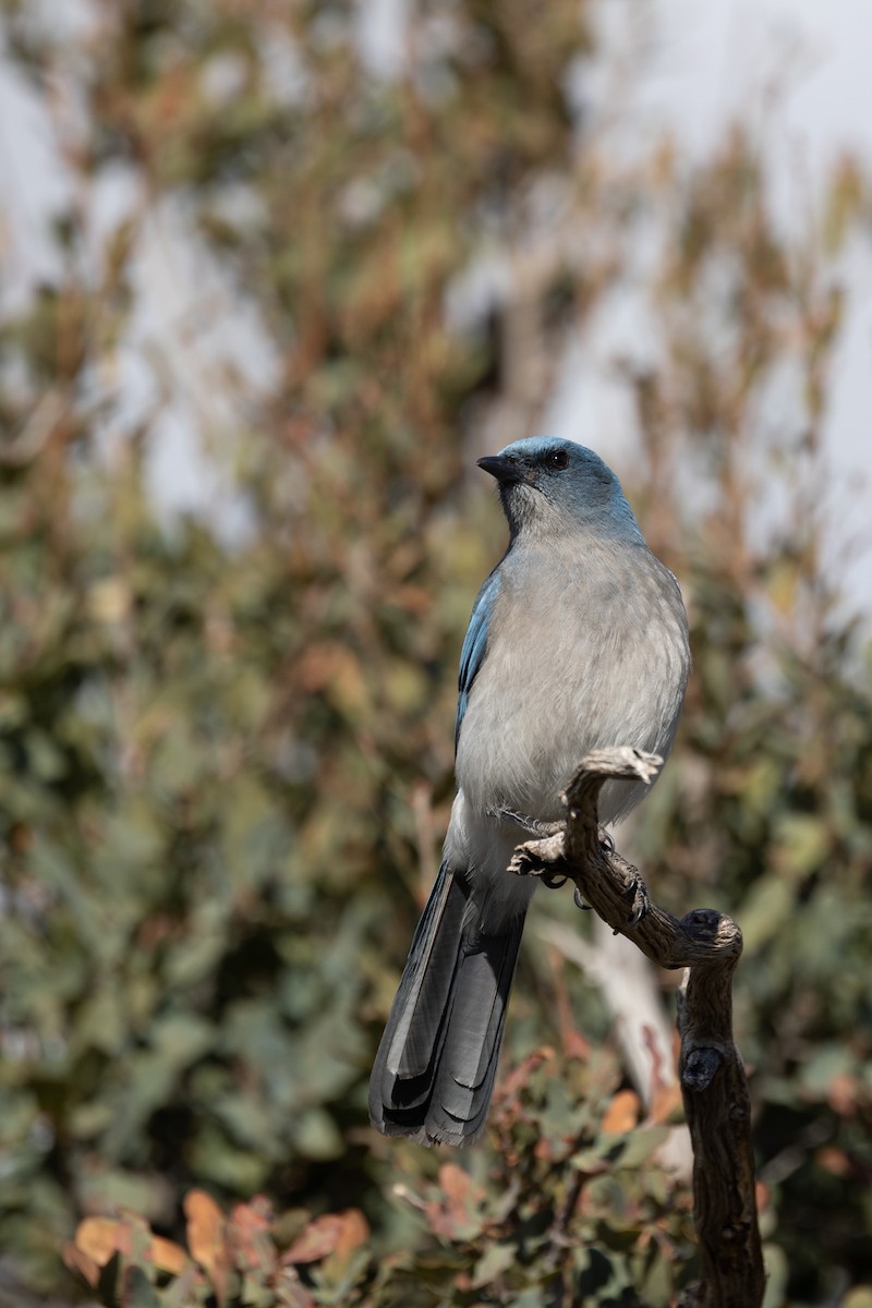 mexicoskrike - ML644375105