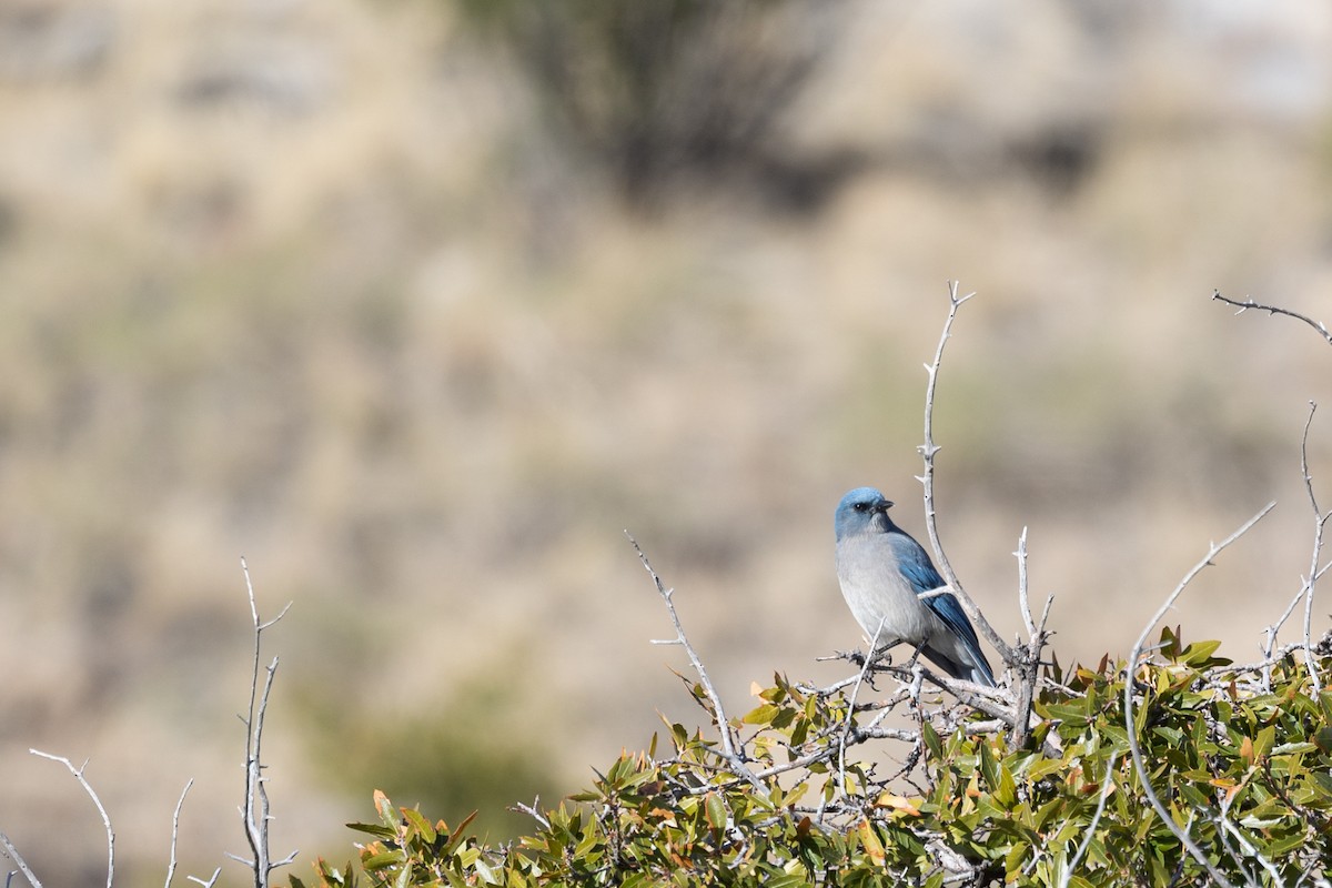 mexicoskrike - ML644375106