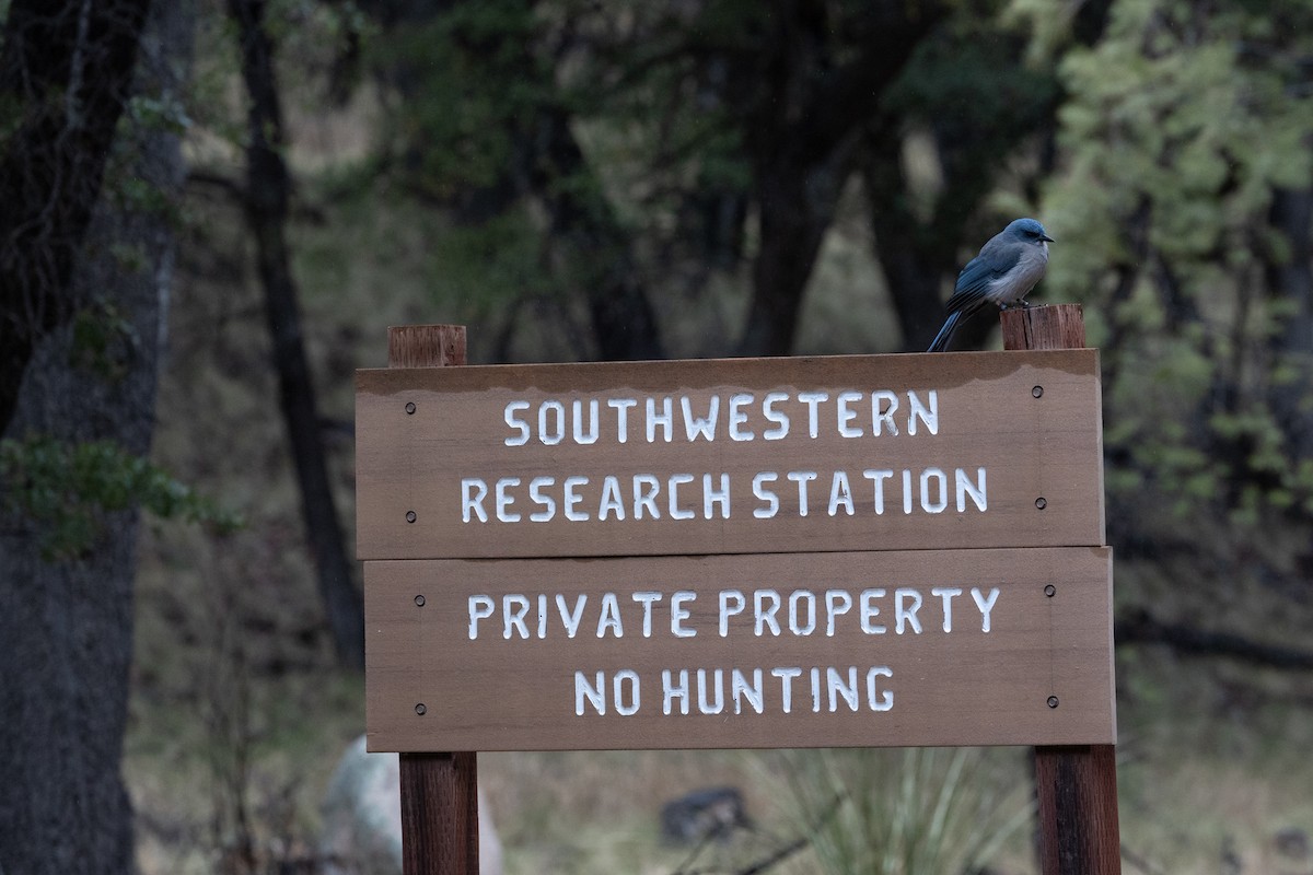 mexicoskrike - ML644375107