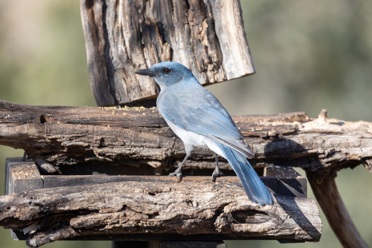 mexicoskrike - ML644375108