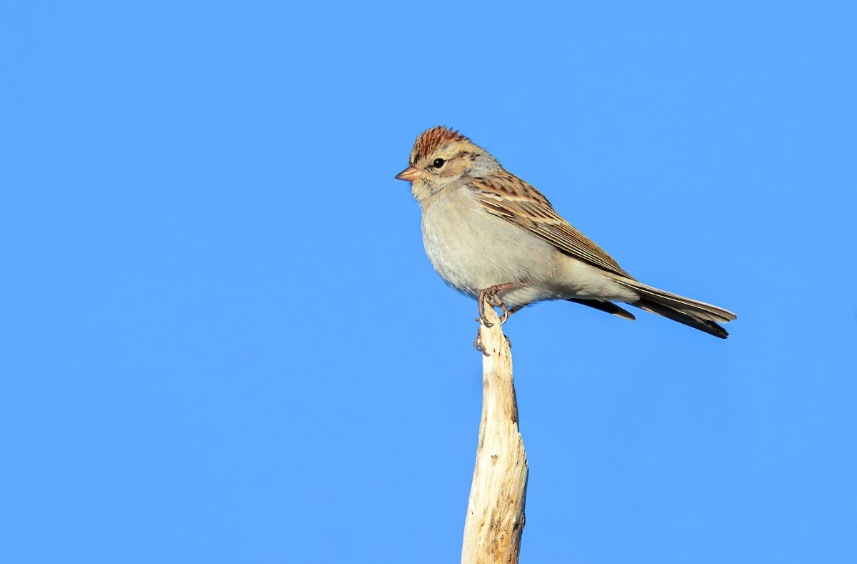 Chipping Sparrow - ML644375122
