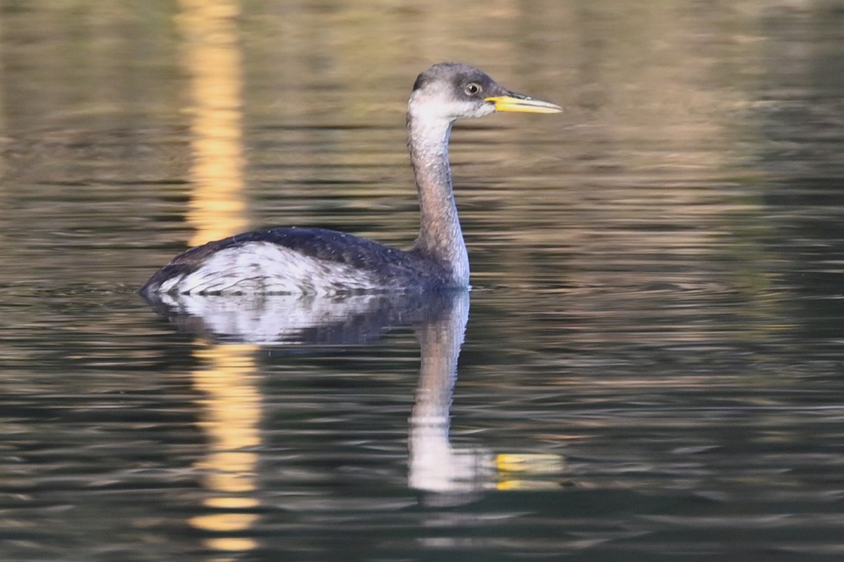 Red-necked Grebe - ML644375132