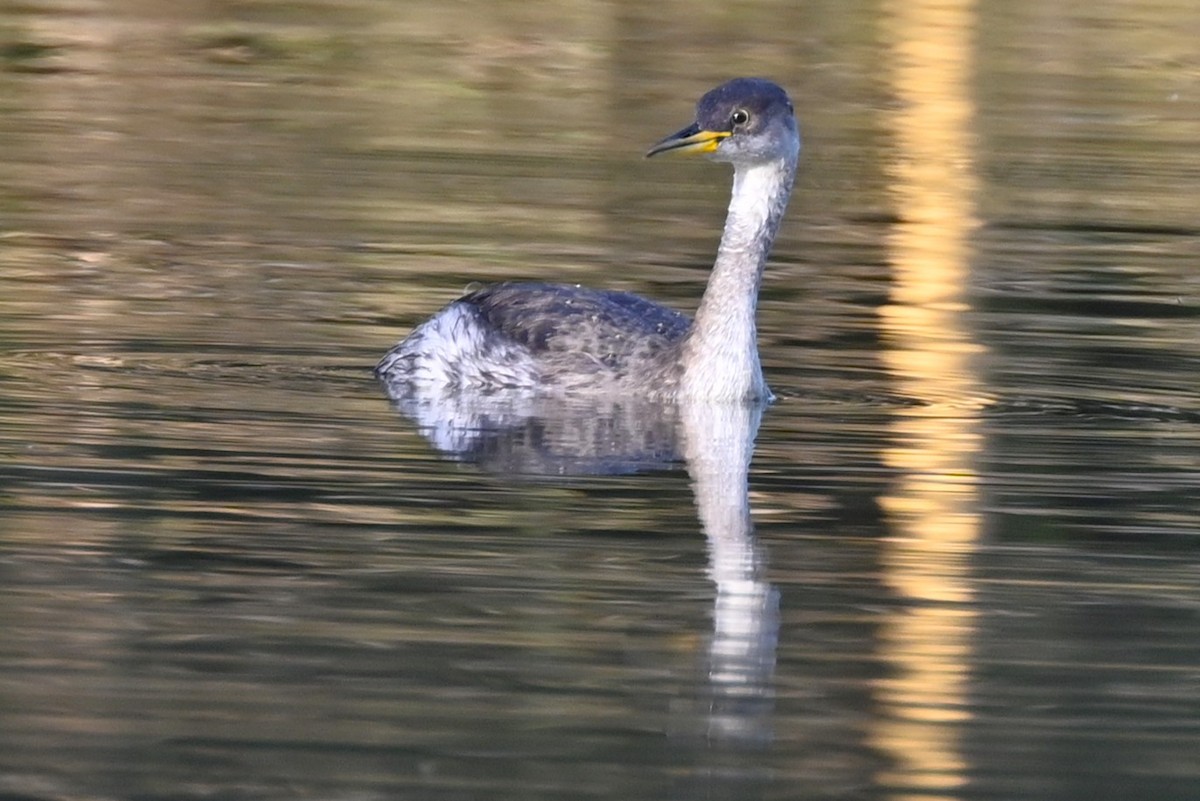 Red-necked Grebe - ML644375133