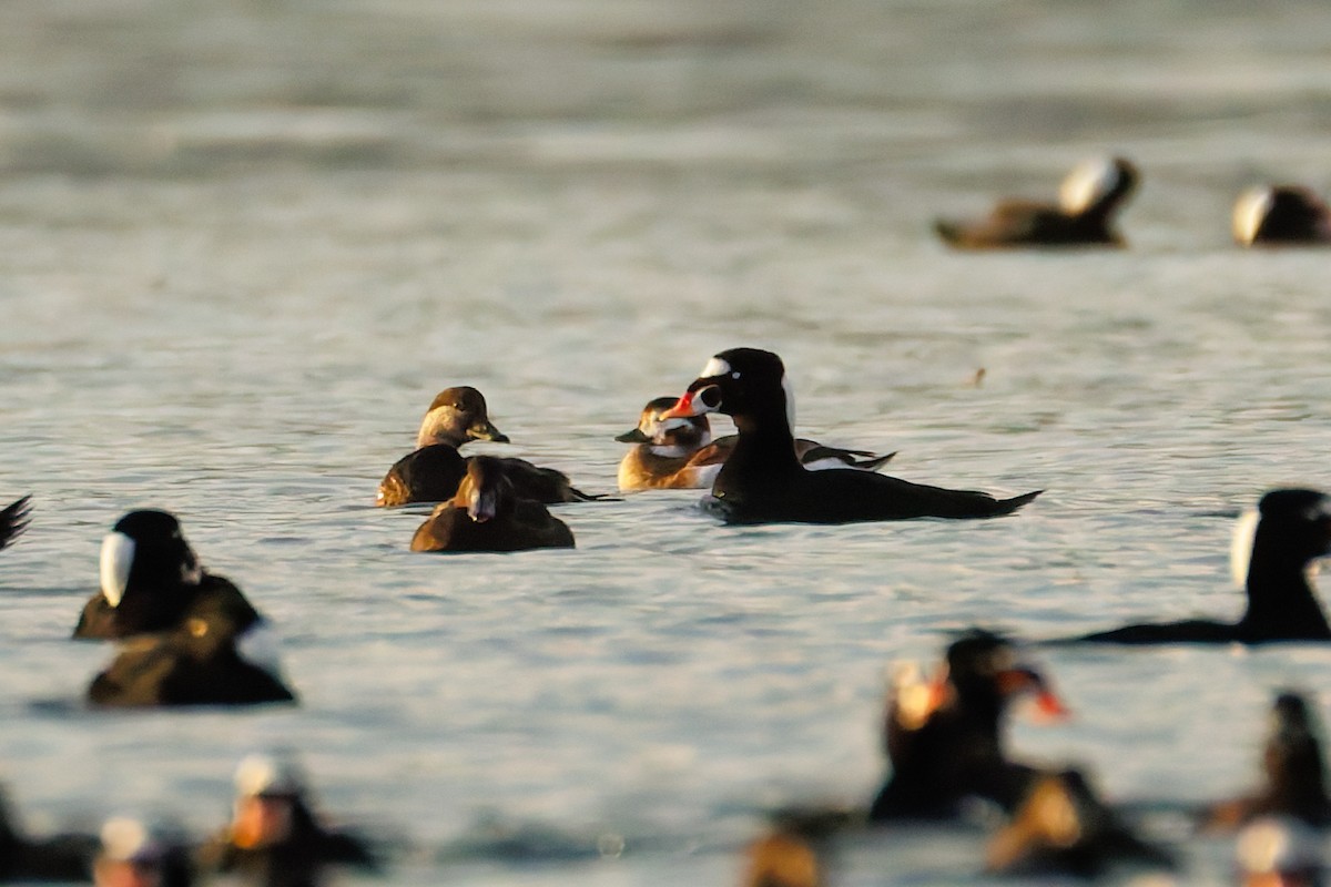 amerikasvartand - ML644375168