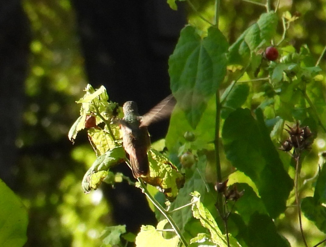 yucatánkolibri - ML644375174