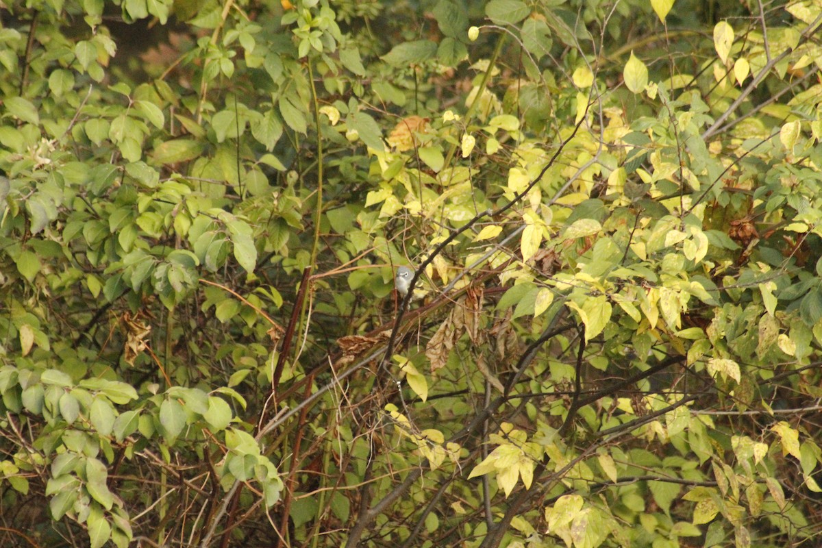 Сероголовый виреон - ML644375178