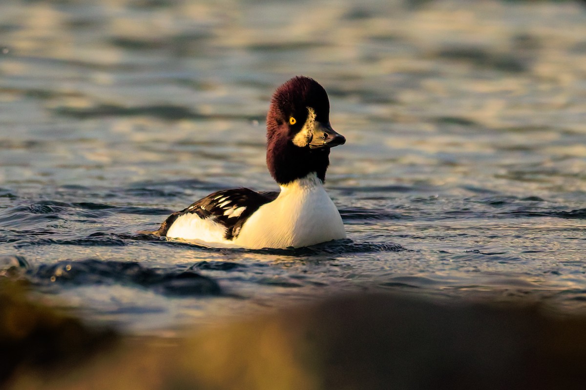 Barrow's Goldeneye - ML644375182