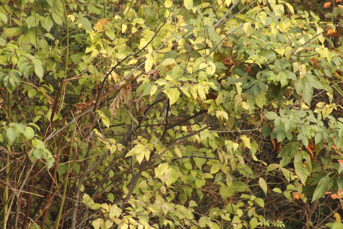 Сероголовый виреон - ML644375183