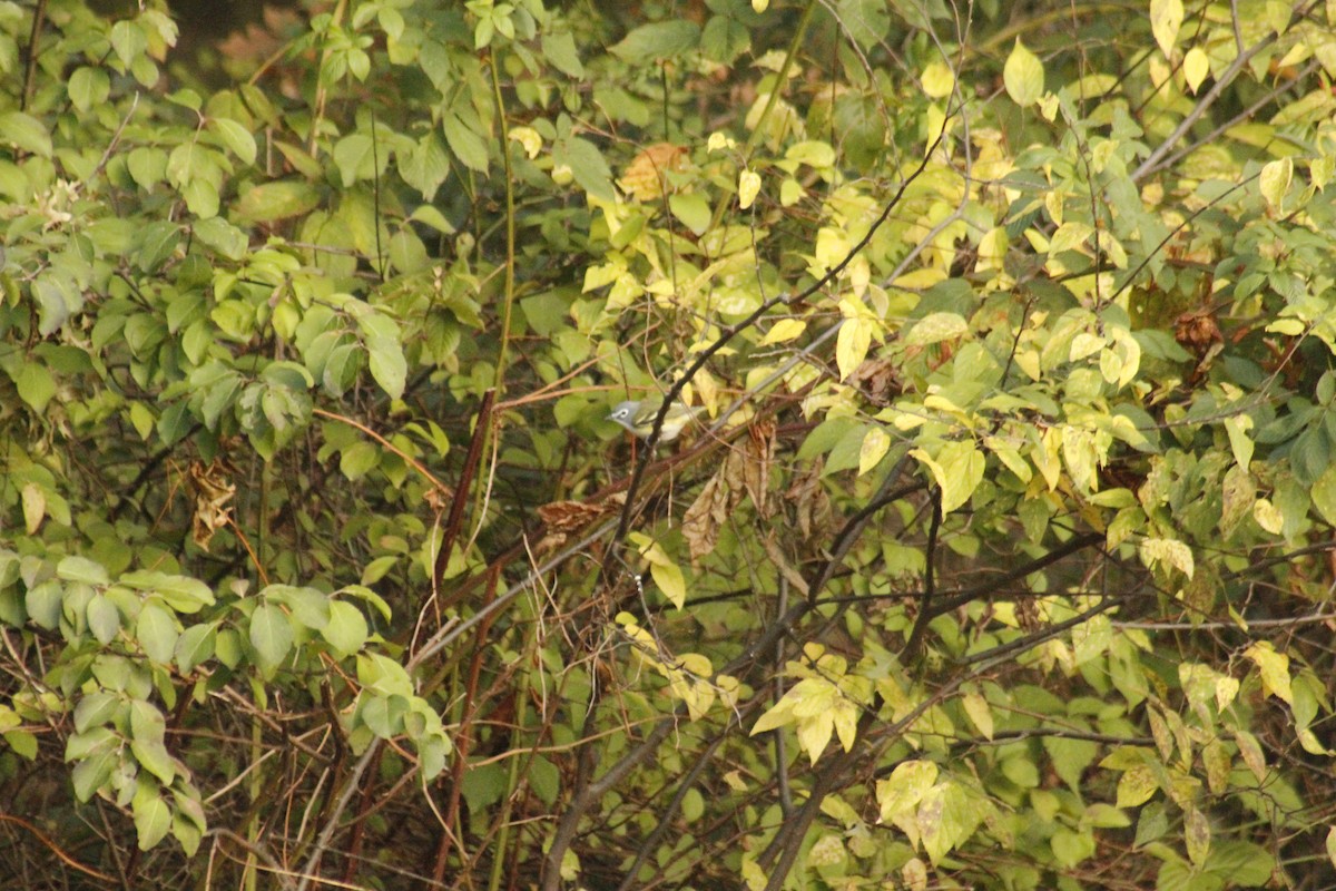 Сероголовый виреон - ML644375186