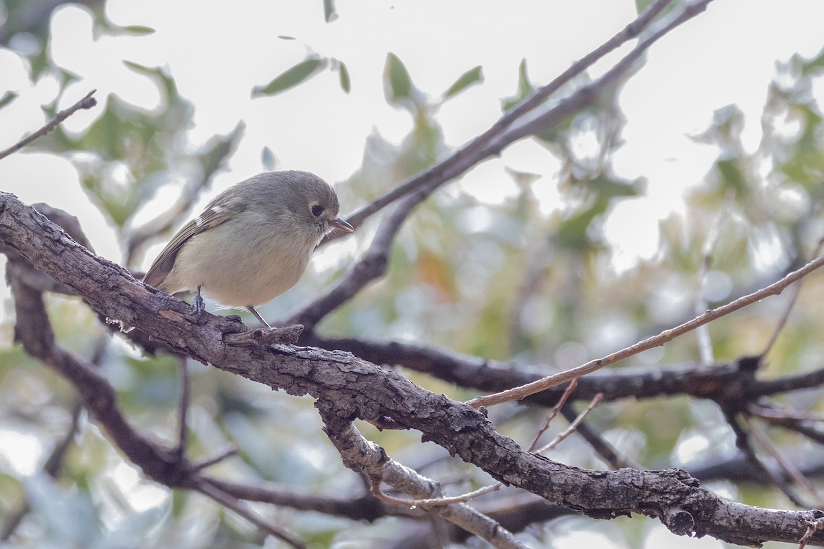 Hutton's Vireo - ML644375189