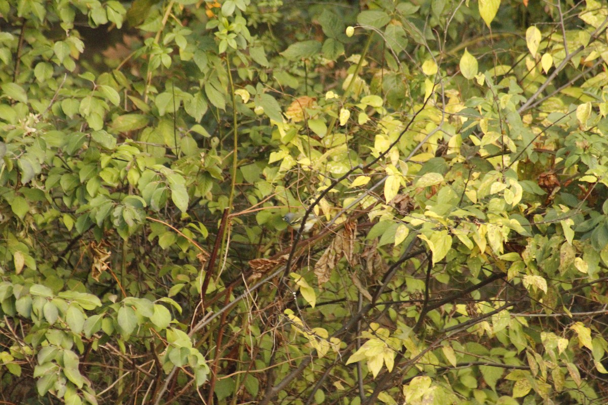 Сероголовый виреон - ML644375193