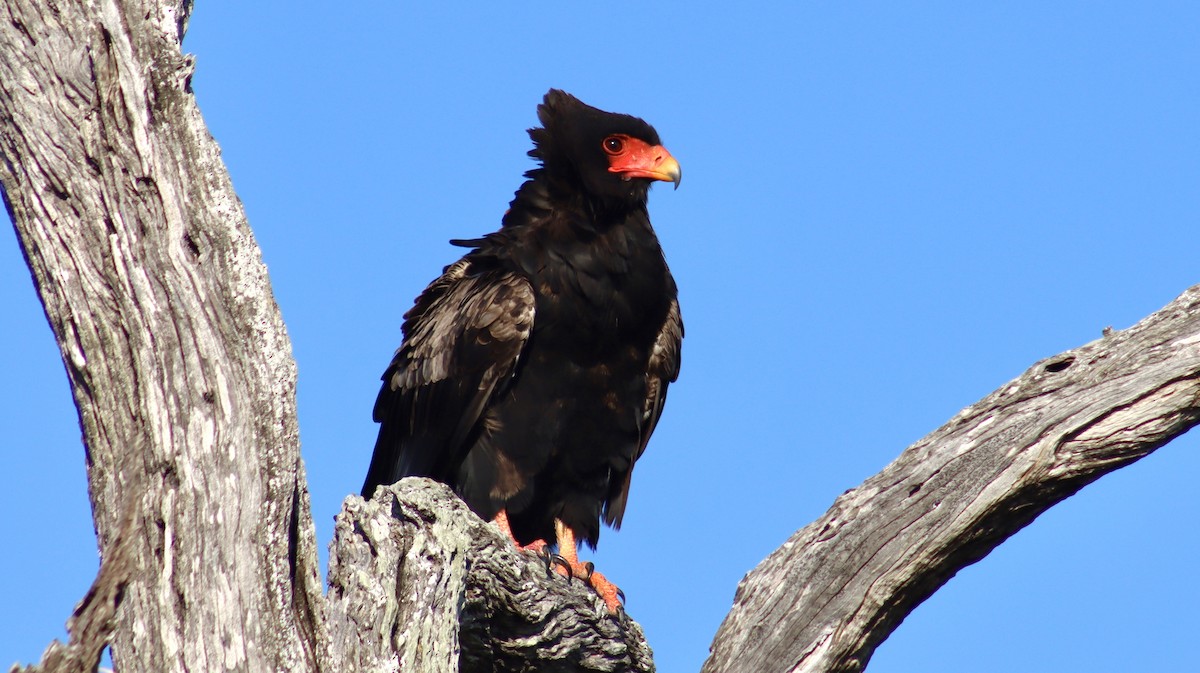 Bateleur des savanes - ML644375197