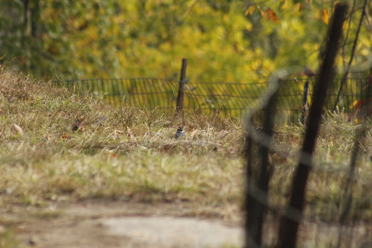 Белогорлая зонотрихия - ML644375200