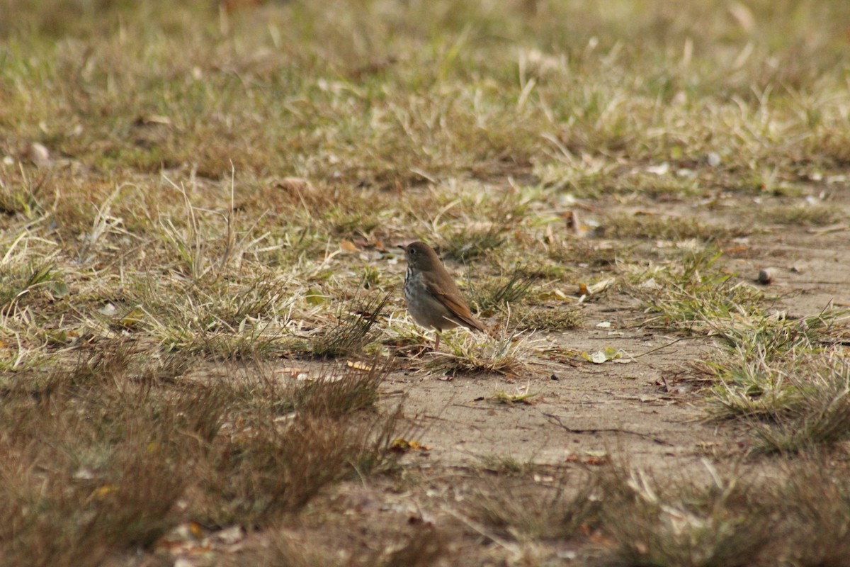 Дрозд-отшельник - ML644375211