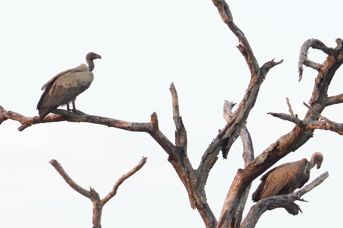 Buitre Dorsiblanco Africano - ML644375213