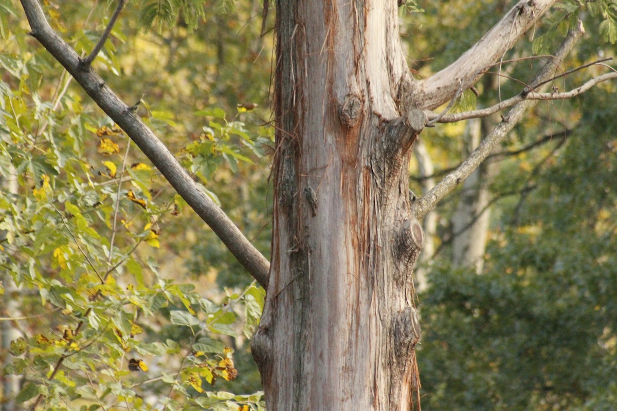 Желтобрюхий дятел-сокоед - ML644375223