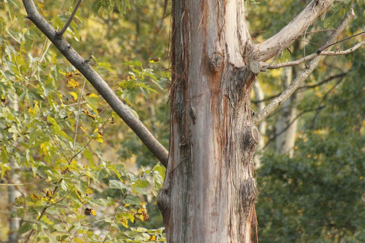 Желтобрюхий дятел-сокоед - ML644375227