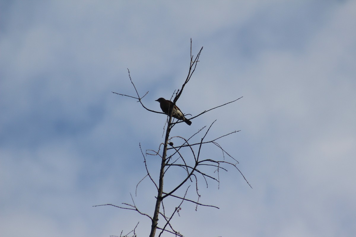 Странствующий дрозд - ML644375237