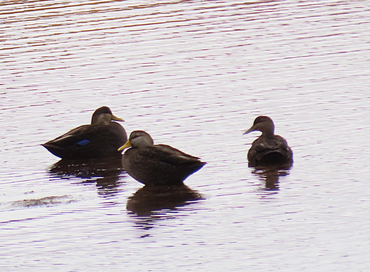 American Black Duck - ML644375239