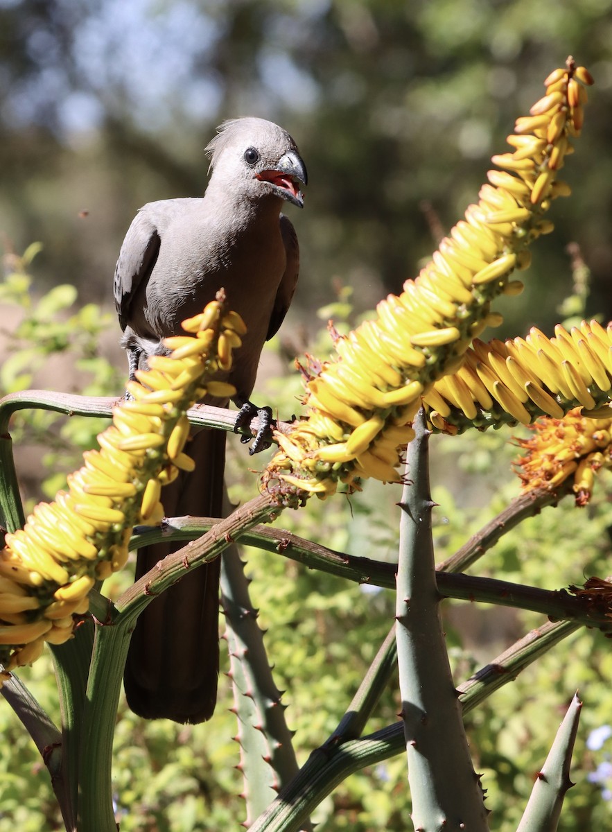 Gray Go-away-bird - ML644375240