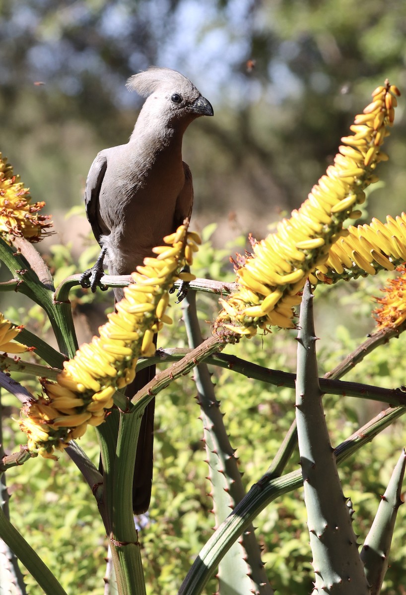 Gray Go-away-bird - ML644375241