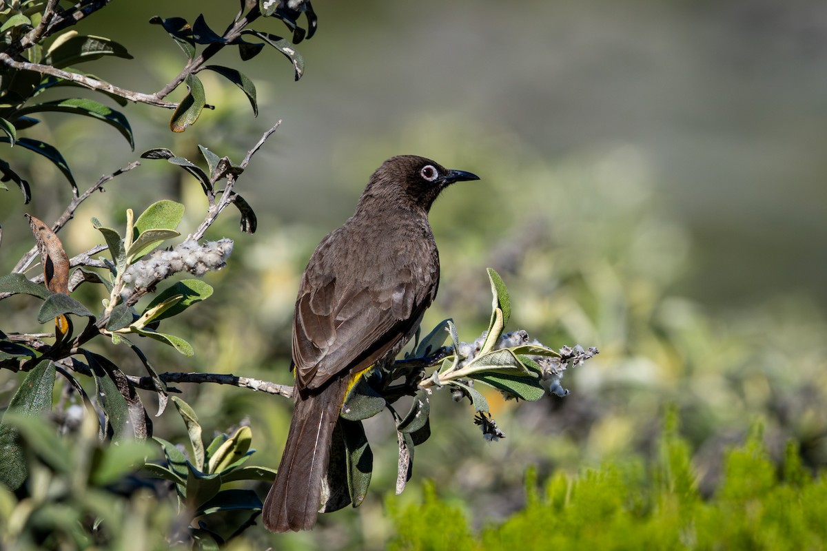 Bulbul du Cap - ML644375242