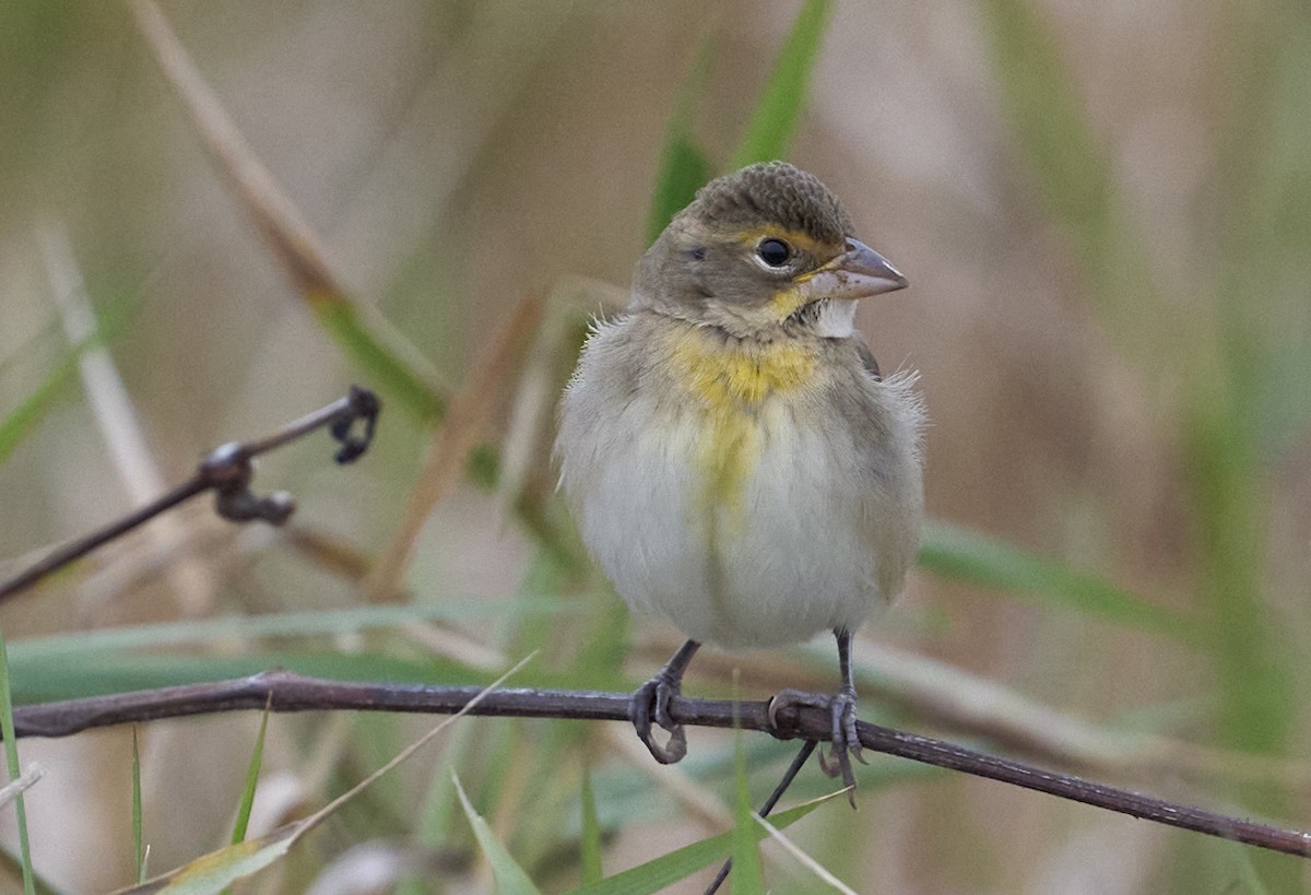 Dickcissel - ML644375248