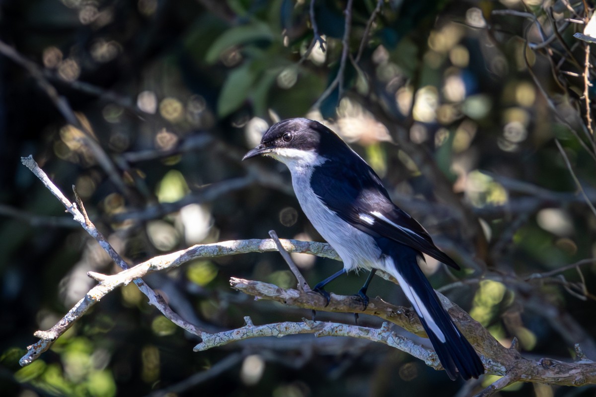 Fiscal Flycatcher - ML644375255