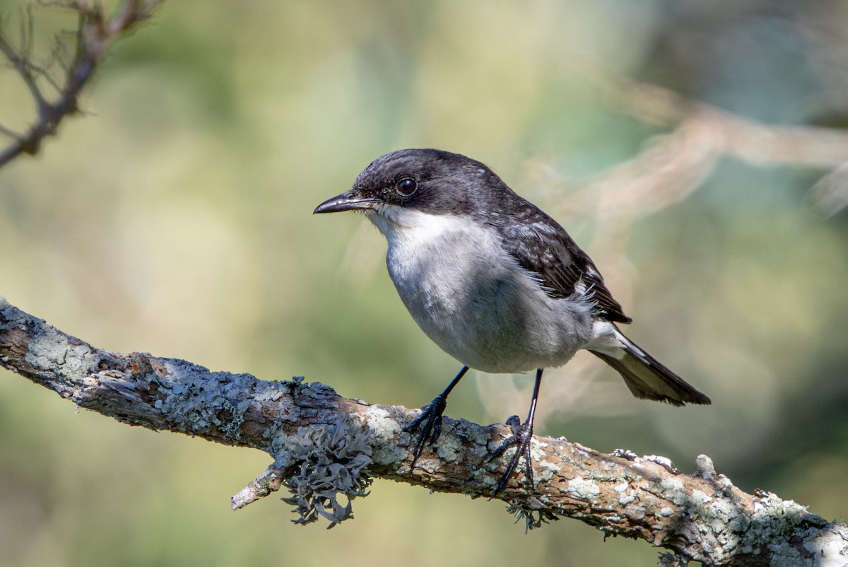 Fiscal Flycatcher - ML644375256