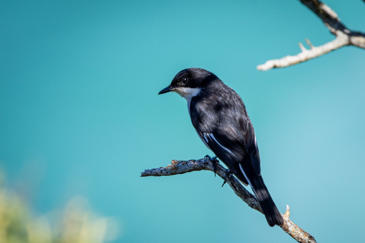 Fiscal Flycatcher - ML644375257
