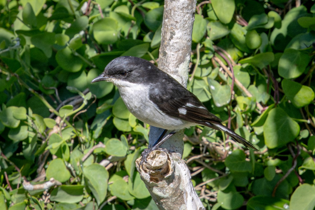 Fiscal Flycatcher - ML644375258