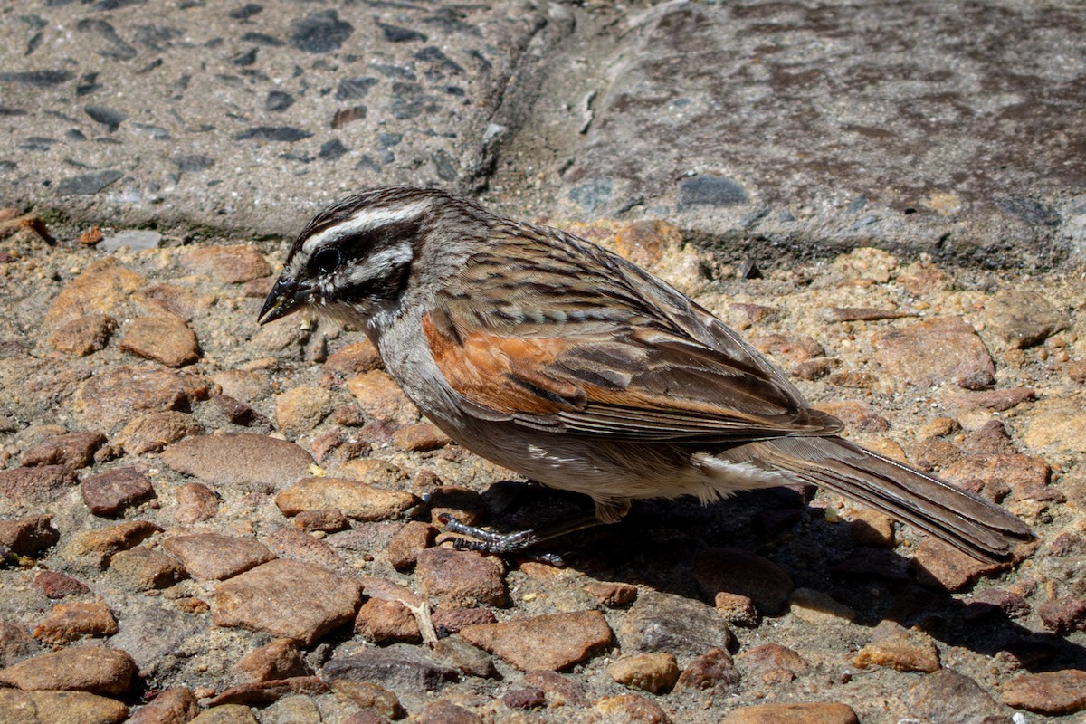 kappspurv - ML644375259