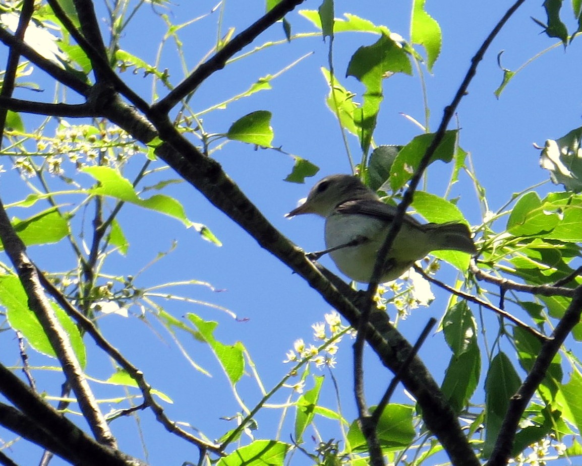 Eastern Warbling Vireo - ML644375263