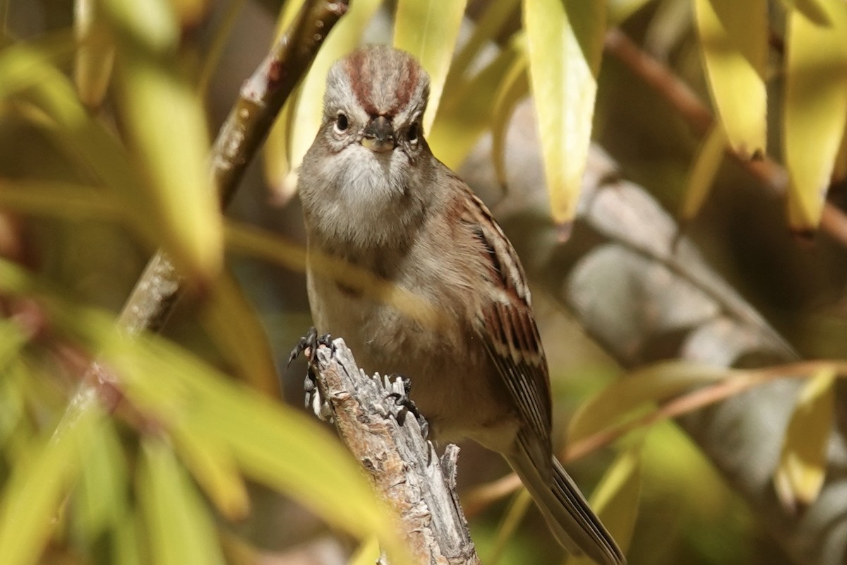 American Tree Sparrow - ML644375267