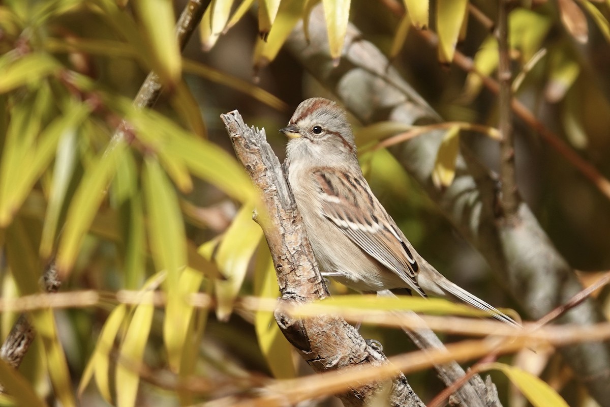 American Tree Sparrow - ML644375268
