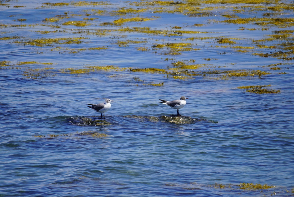 Laughing Gull - ML644375277