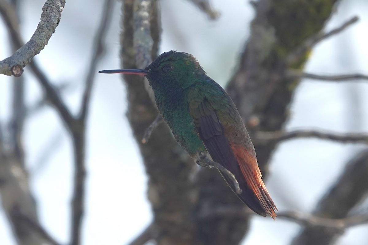 Copper-tailed Hummingbird - ML644375282