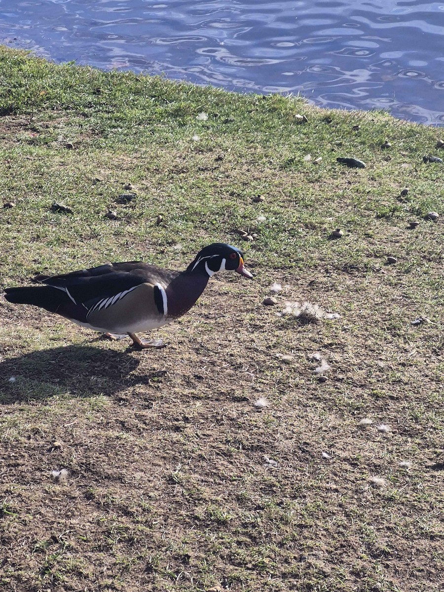 Wood Duck - ML644375283
